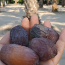 Medjool Days Coupon Code - Get 15% Off Savings