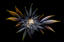 15% Off on Organic Cannabis - Save Big at Secret Nature